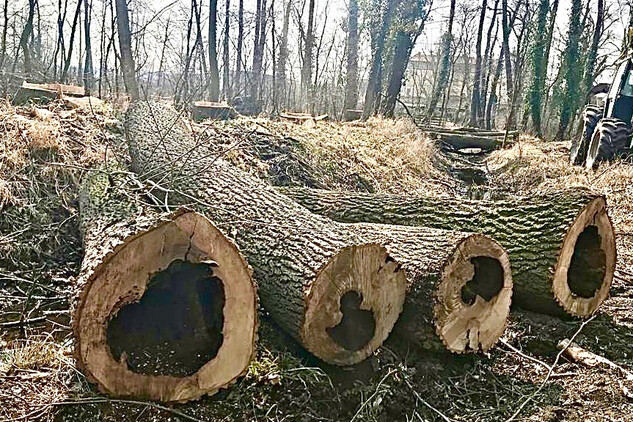 Napadené stromy
